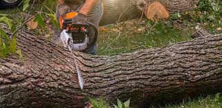 Best Tree Preservation Services  in Shiprock, NM